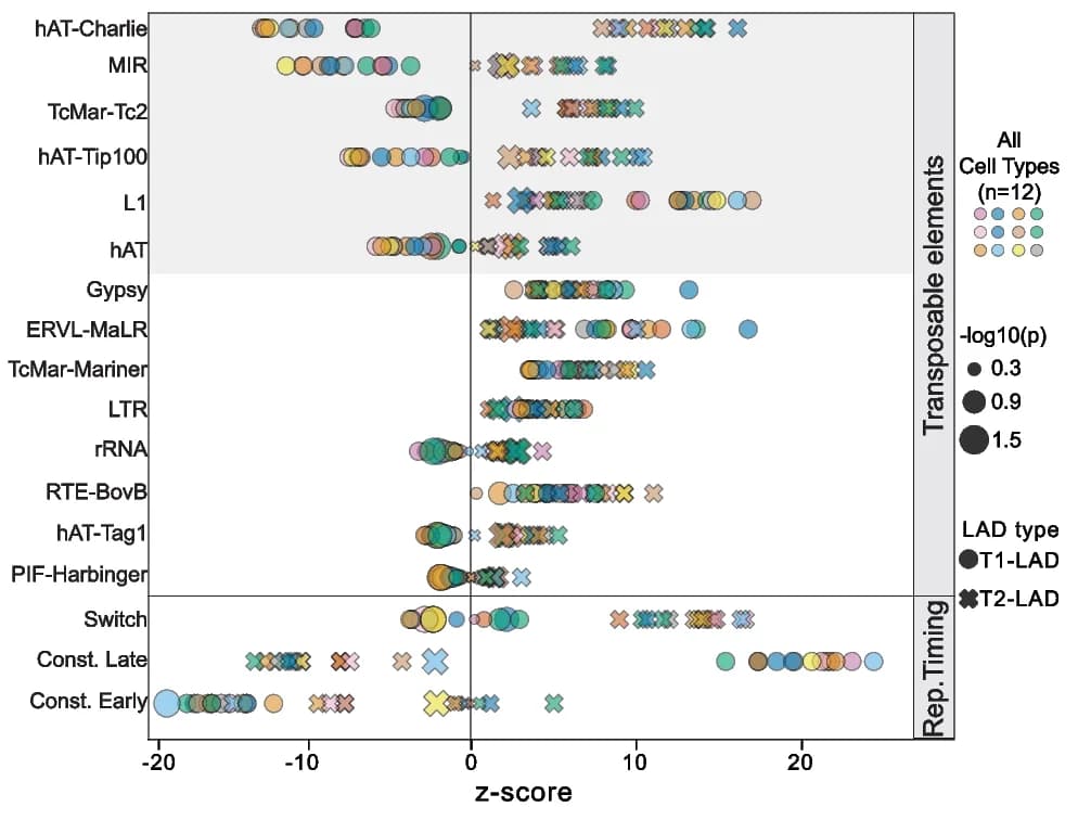 Open access visualization of Scatter Plot, Bubble Plot, Transposable Elements, Replication Timing, T1-LADs