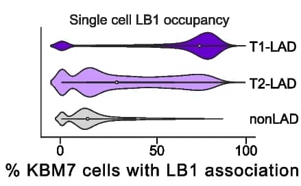Open access visualization of Violin Plot, LB1 Occupancy, LAD Locus, Mesoderm Progenitor Cells, T1-LADs