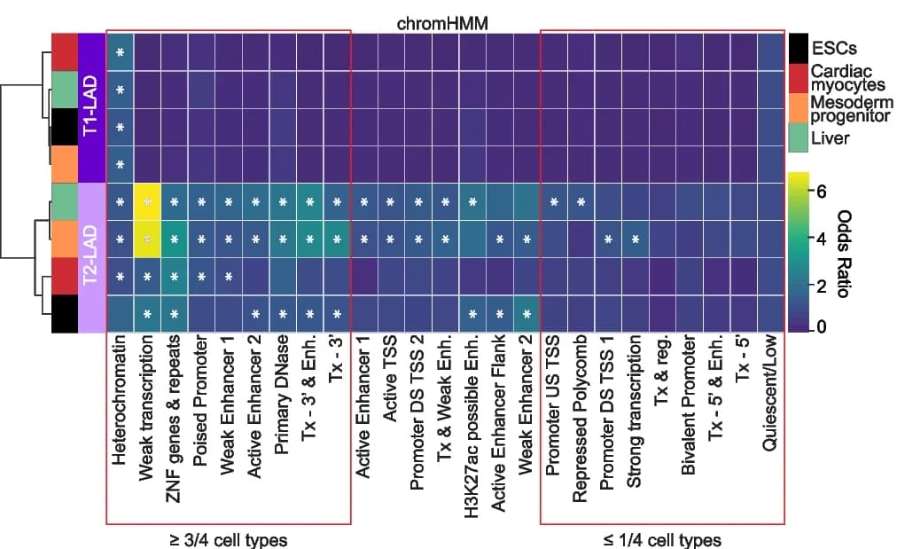 Open access visualization of Heatmap, Clustered, chromHMM, LADs, Cell Types