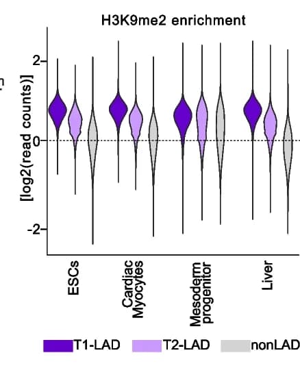 Open access visualization of Violin Plot, H3K9me2 Occupancy, LAD State, Cell Types, T1-LADs