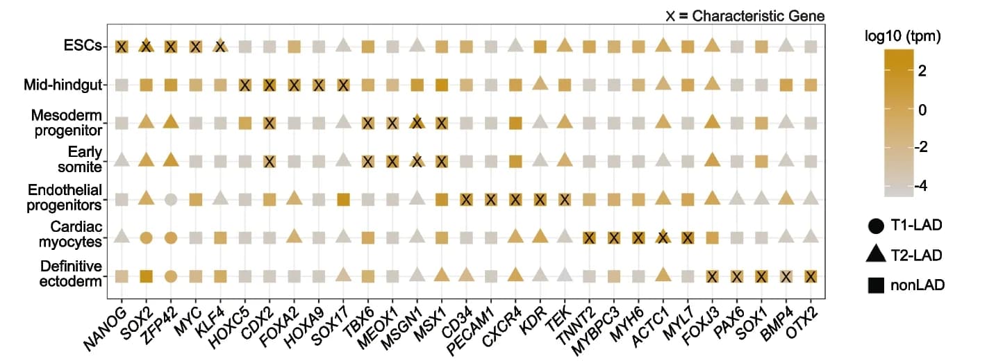 Open access visualization of Heatmap, LAD Assignments, Gene Expression, Cell Type, Genes