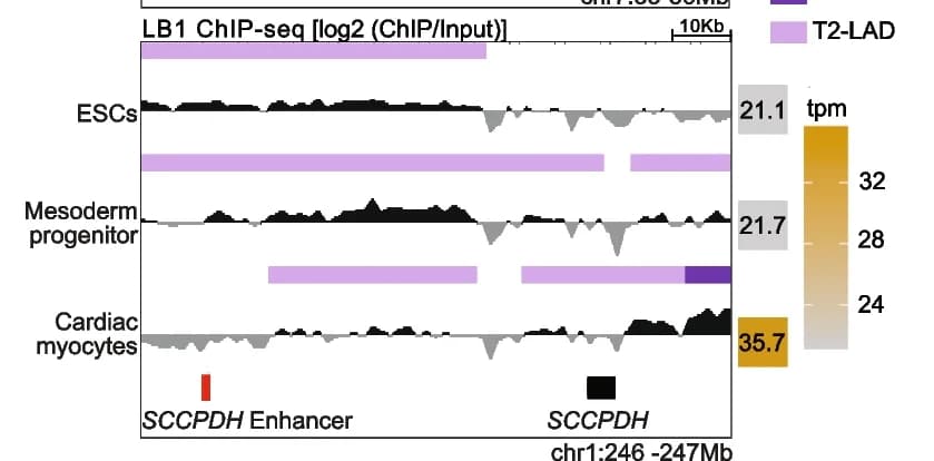 Open access visualization of Line Plot, LAD Calls, TBX20, SCCPDH, Enhancer