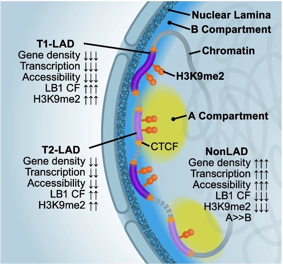 Open access visualization of Illustration, T1-LADs, T2-LADs, LB1 contact frequency, H3K9me2 enrichment