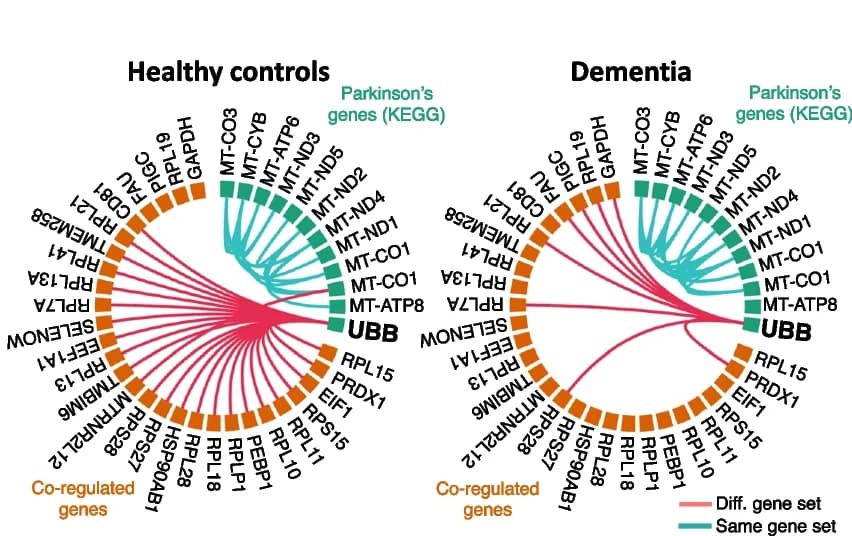 Open access visualization of Chord, KEGG Parkinson's Disease, Gene Set, Network Neighbors, Edges