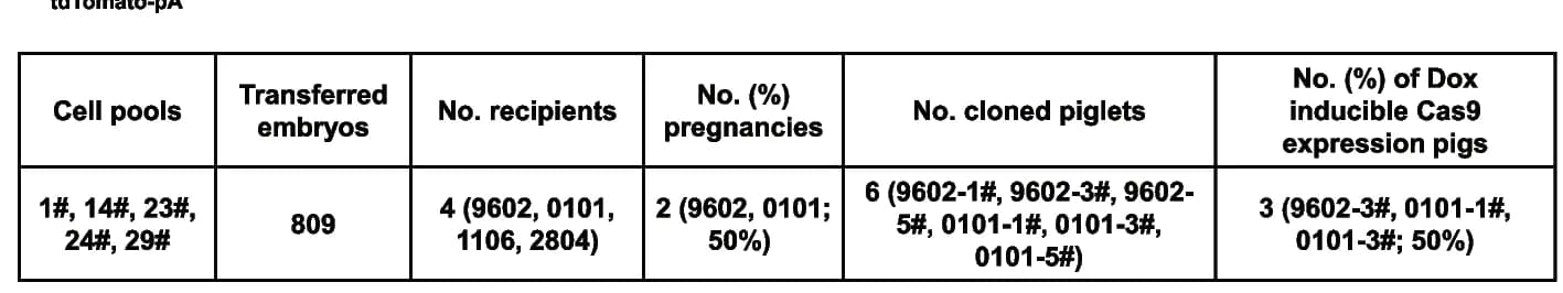 Open access visualization of Table Image, SCNT Experiments, DIC Pigs