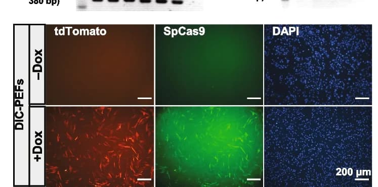 Open access visualization of Microscopy, Gel, Immunofluorescence Staining, SpCas9 Expression, tdTomato Protein
