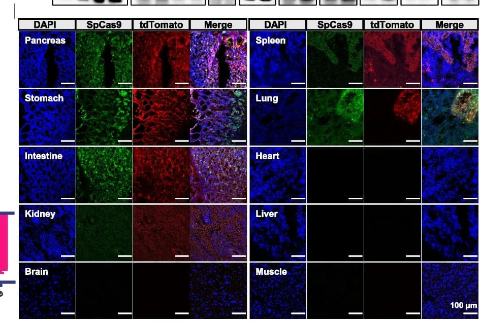 Open access visualization of Microscopy, SpCas9, DIC Pigs, Dox, Oral Administration