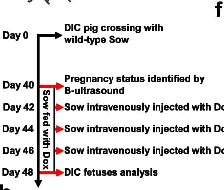 Open access visualization of Workflow, Flowchart, Dox, Pregnant Sow, Intravenous Injections