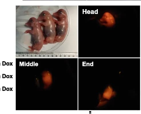 Open access visualization of Photo, Fluorescent Images, tdTomato, Porcine Fetuses, DIC Individuals