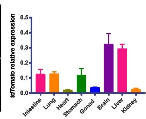 Open access visualization of Bar Plot, Error Bars, Q-PCR, tdTomato, DIC Porcine Fetuses