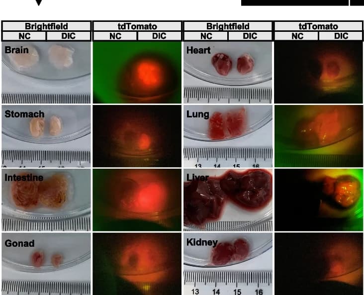 Open access visualization of Microscopy, Photo, Gel, SpCas9, DIC Porcine Fetuses