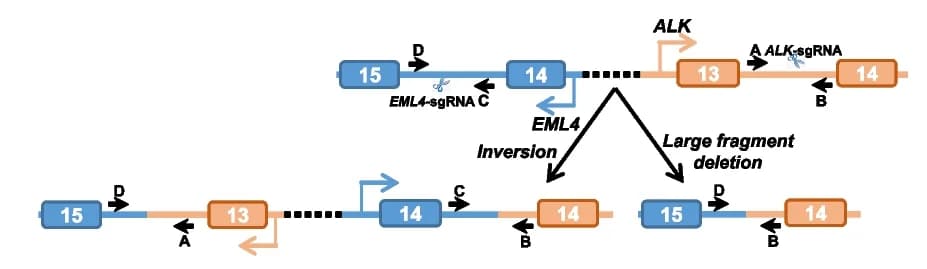 Open access visualization of Workflow, Illustration, Chromosome Engineering, ALK Loci, EML4 Loci