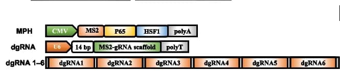 Open access visualization of Illustration, Transcriptional Activation, MPH, MS2-P65-HSF1, CMV Promoter