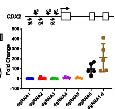 Open access visualization of Scatter Plot, Q-PCR, DIC PFFs, MPH, dgRNAs