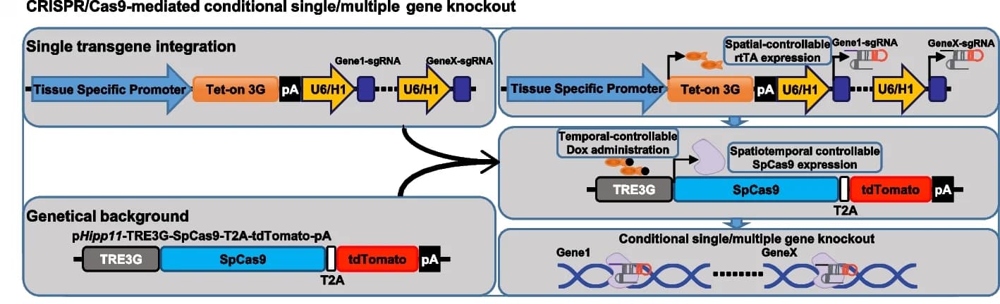 Open access visualization of Workflow, Flowchart, Illustration, DIC system, Gene knockout
