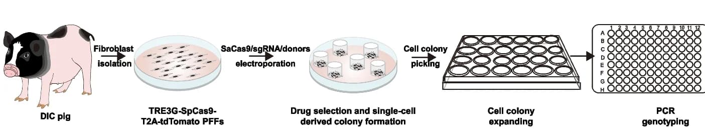 Open access visualization of Workflow, Flowchart, Cell line, Gene knockout, DIC system