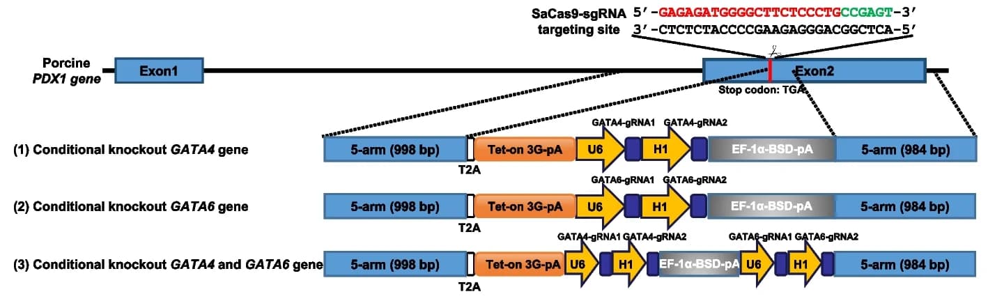 Open access visualization of Workflow, Illustration, Gene targeting, GATA4, GATA6