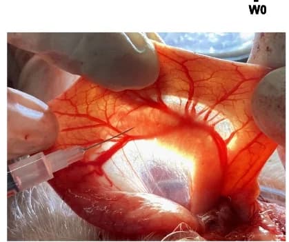 Open access visualization of Photo, AAV6-PKL, Saline, Pancreatic Duct