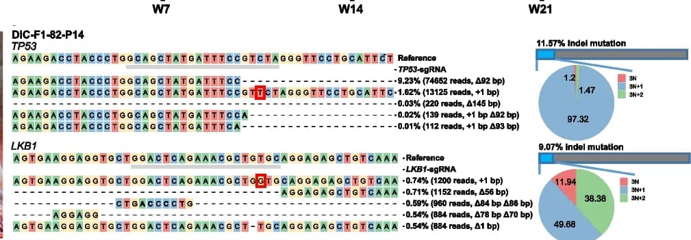 Open access visualization of Pie Chart, Bar Plot, Amplicon Deep Sequencing, Pancreas Tissue, LKB1 Loci