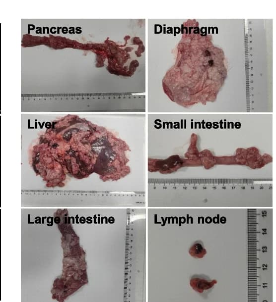 Open access visualization of Photo, Multiple Organs, Abdominopelvic Cavity, AAV6-PKL, DIC Pig