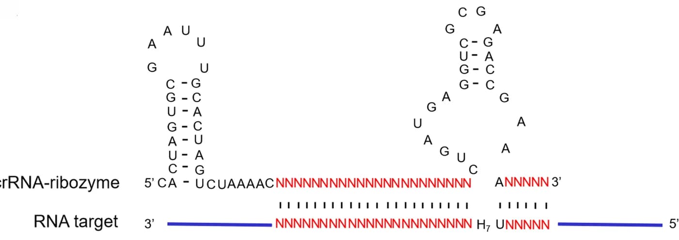 Open access visualization of Illustration, CasRx, crRNA, Ribozyme, CCRS