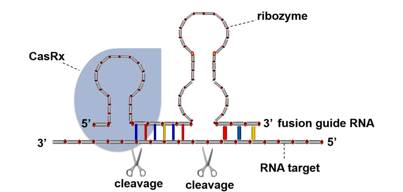 Open access visualization of Illustration, Chemical Structure, CCRS, CasRx, Ribozyme