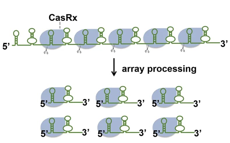 Open access visualization of Workflow, Illustration, Guide RNAs, Target Transcripts, CasRx Protein
