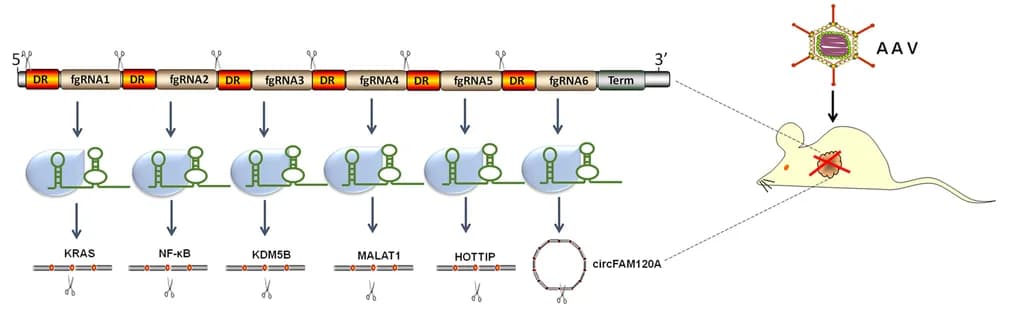 Open access visualization of Workflow, Illustration, CCRS, AAV, Tumors