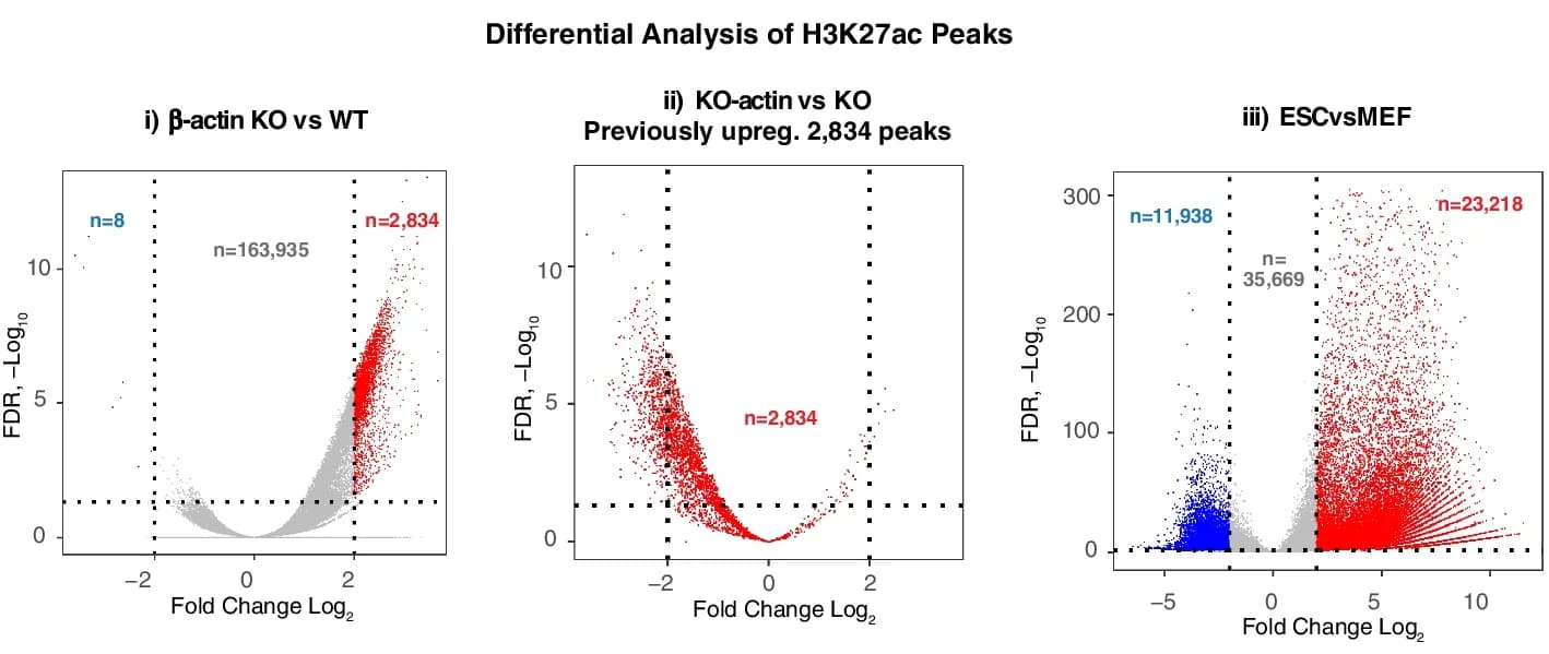 Open access visualization of Volcano Plot, H3K27ac Peaks, WT Cells, Beta-actin KO Cells, Knockout Cells