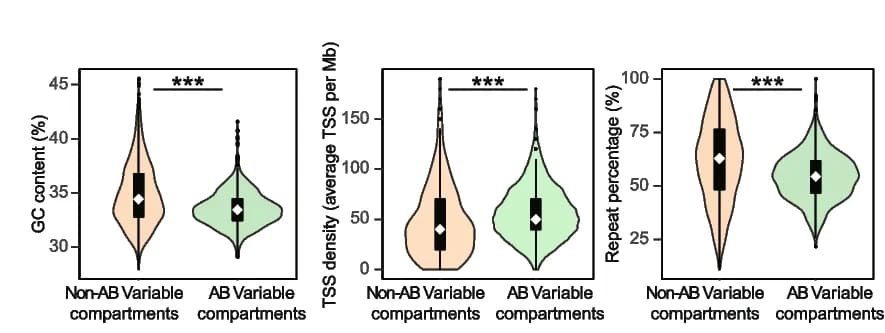 Open access visualization of Violin Plot, Box Plot, GC Content, TSS Density, Repeat Percentage