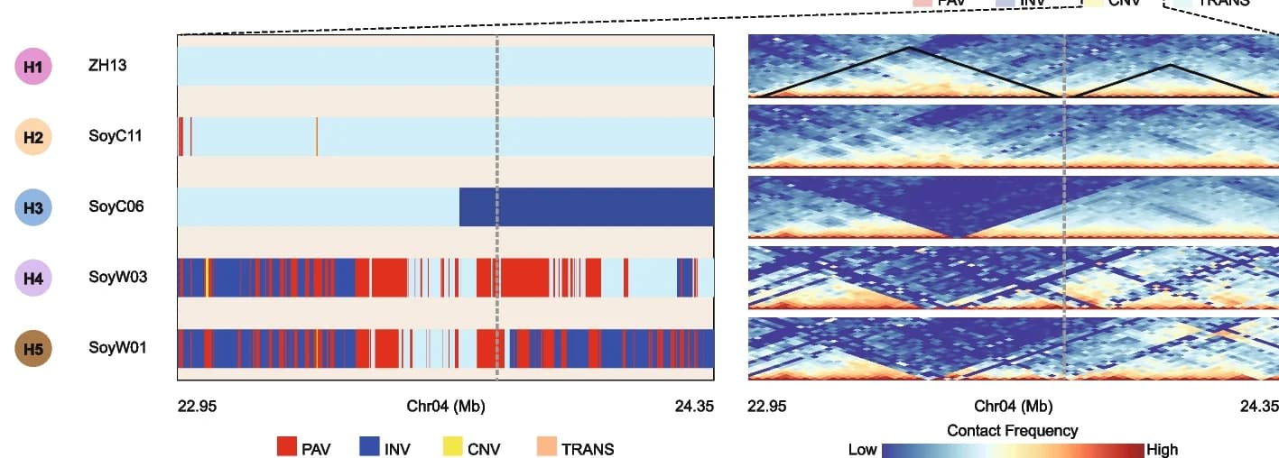 Open access visualization of Heatmap, Structural Variations, Core TAD Boundaries, Dispensable TAD Boundaries, Private TAD Boundaries