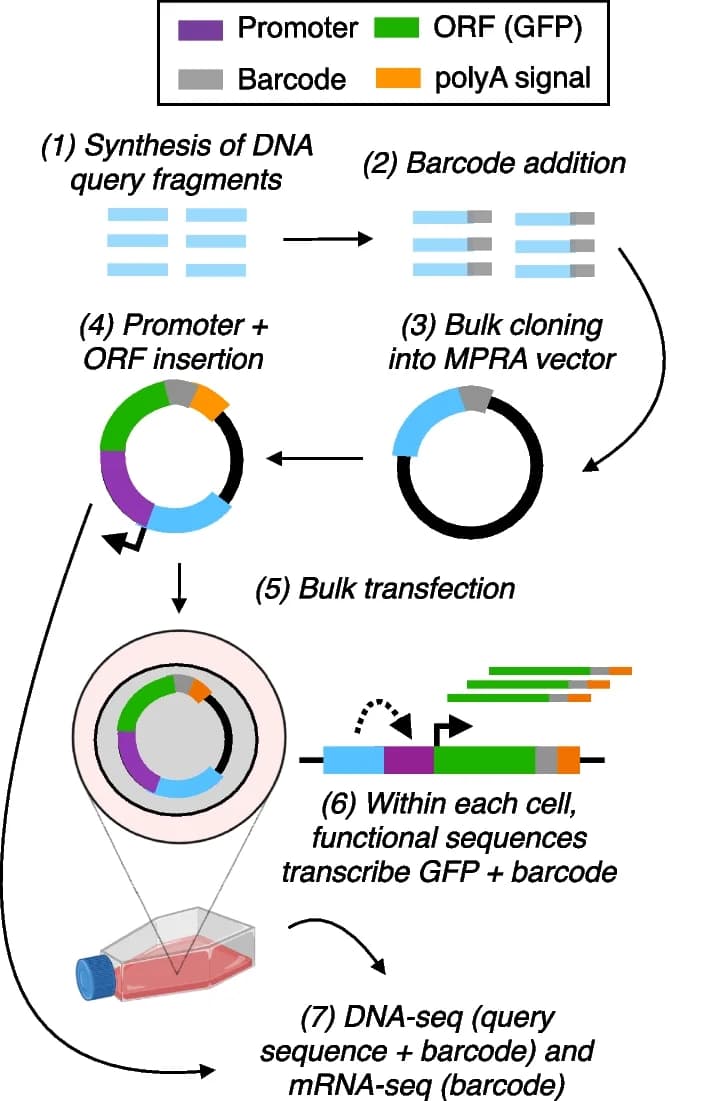 Open access visualization of Workflow, Flowchart, MPRA, Barcodes, DNA