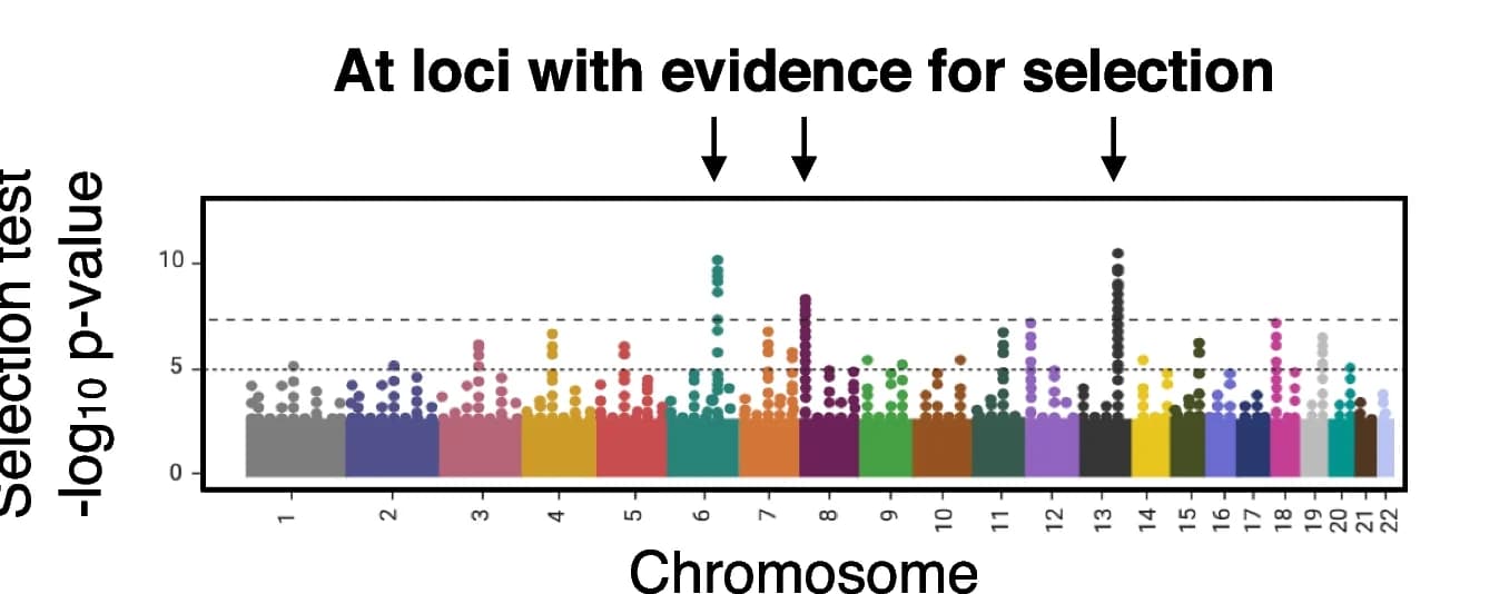 Open access visualization of Manhattan Plot, Scatter Plot, Bar Plot, MPRA, Functional Alleles