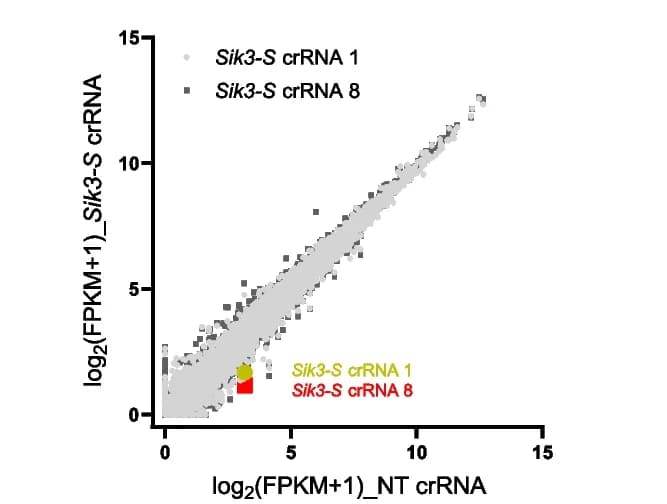 Open access visualization of Scatter Plot, Transcriptome Analysis, N2a Cells, Plasmids, RfxCas13d