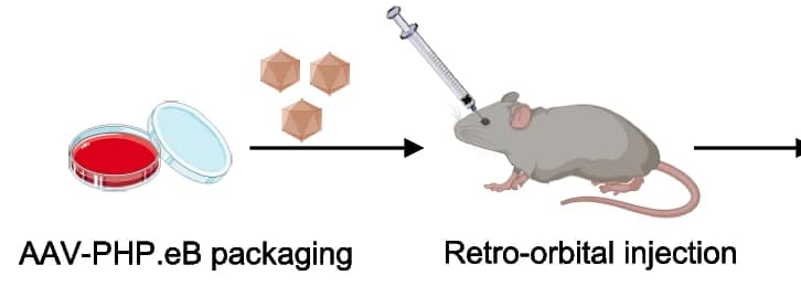 Open access visualization of Workflow, Flowchart, Illustration, Mouse Brain, Neurons