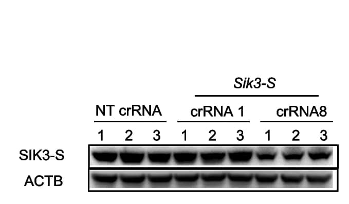 Open access visualization of Gel, Western Blot, RT-qPCR, Brain Lysates, Mice