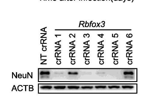 Open access visualization of Gel, Western Blot, Knockdown Efficiency, Rbfox3 crRNAs, NeuN