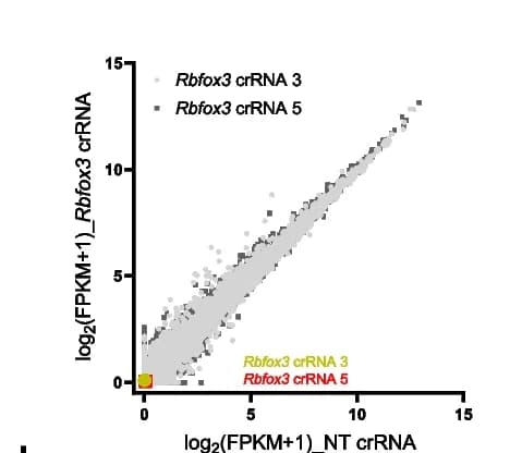 Open access visualization of Scatter Plot, Body Weight Change, Mice, PHP.eB, NT crRNA