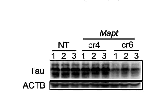 Open access visualization of Gel, Western Blot, Tau Expression, Brain Lysates, Mice