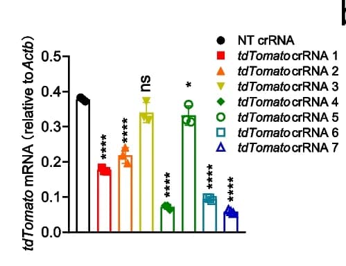 Open access visualization of Bar Plot, Error Bars, RT-qPCR, Knockdown Efficiency, tdTomato crRNAs
