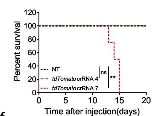 Open access visualization of Line Plot, Survival Curve, LSL RfxCas13d +/fl Ai14 +/fl Mice, AAV-PHP.eB, tdTomato crRNAs
