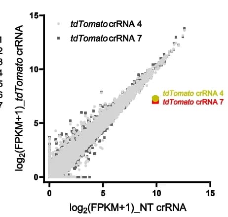 Open access visualization of Scatter Plot, Western Blot, tdTomato Expression, Brain Lysates, LSL RfxCas13d +/fl Ai14 +/fl Mice