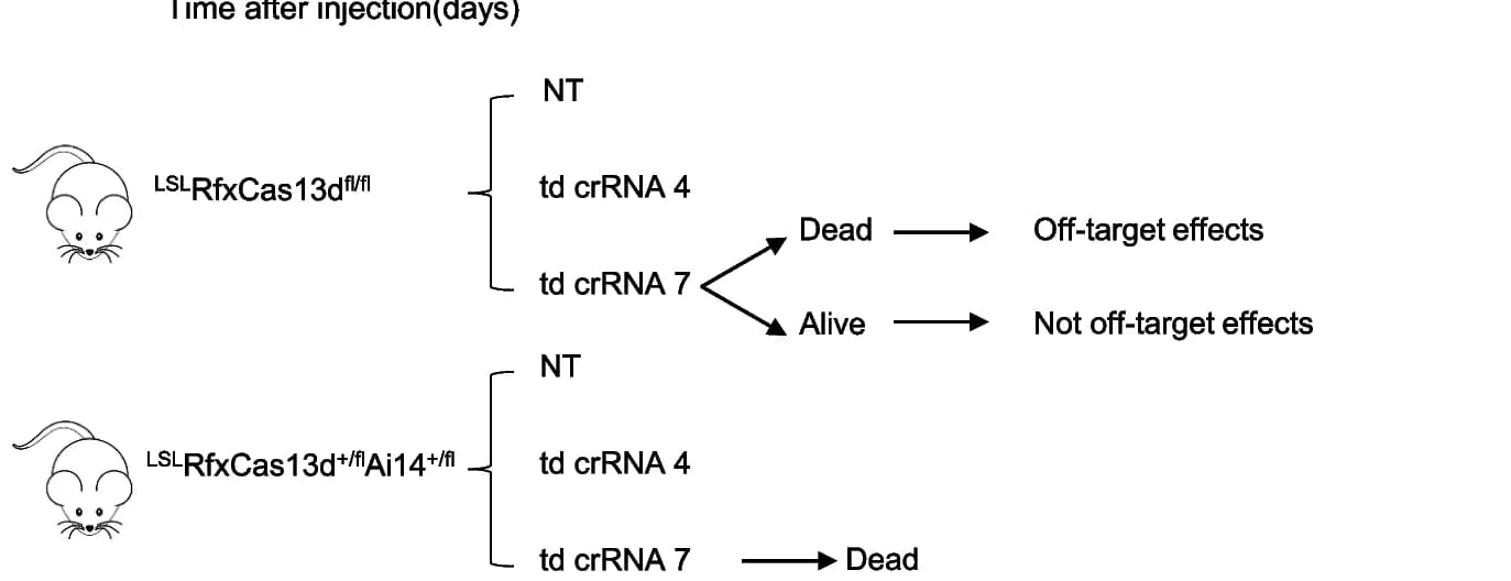 Open access visualization of Workflow, Flowchart, Schematic Illustration, AAV-PHP.eB, tdTomato crRNAs