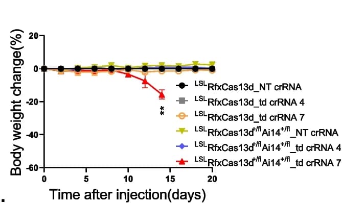 Open access visualization of Line Plot, Error Bars, Body Weight Change, LSL RfxCas13d fl/fl Mice, LSL RfxCas13d +/fl Ai14 +/fl Mice