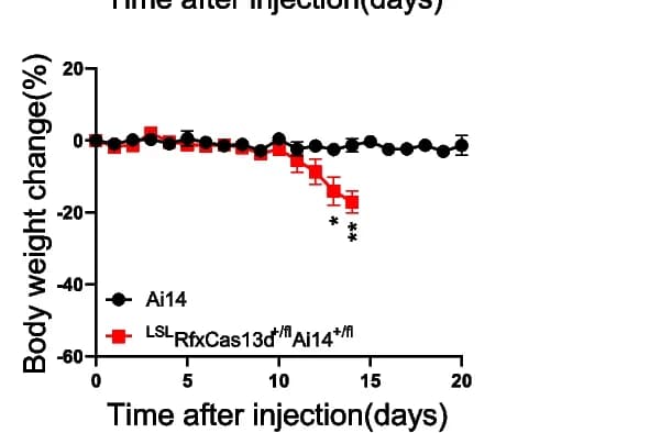 Open access visualization of Line Plot, Error Bars, Body Weight Change, Ai14 Mice, LSL RfxCas13d +/fl Ai14 +/fl Mice