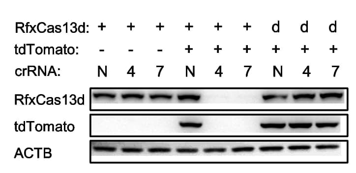 Open access visualization of Gel, Western blot, RfxCas13d, tdTomato, HEK293T Cells