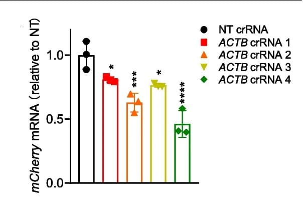 Open access visualization of Bar Plot, Error Bars, RT-qPCR, mRNA Levels, RfxCas13d