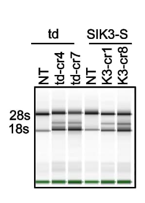 Open access visualization of Gel, RNA, HEK293T Cells, Plasmids, Agilent 2200 Bioanalyzer