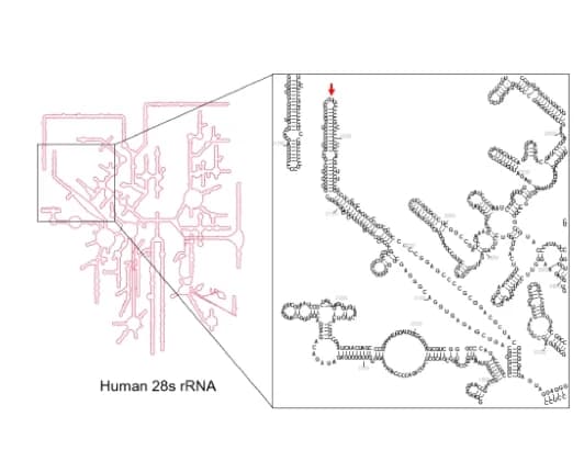 Open access visualization of Illustration, RfxCas13d, 28s rRNA, Cleavage Site, Schematic Illustration