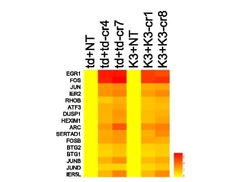 Open access visualization of Heatmap, IEGs, crRNA